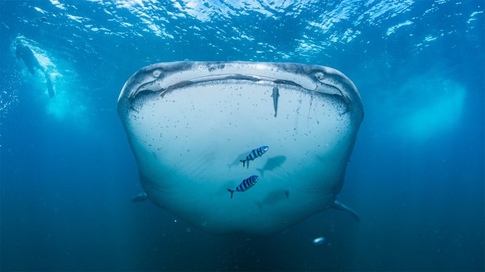 A whale shark looks toward the camera in an underwater photograph. Black-and-white striped fish swim in front of the shark and a scuba diver is in the distance.