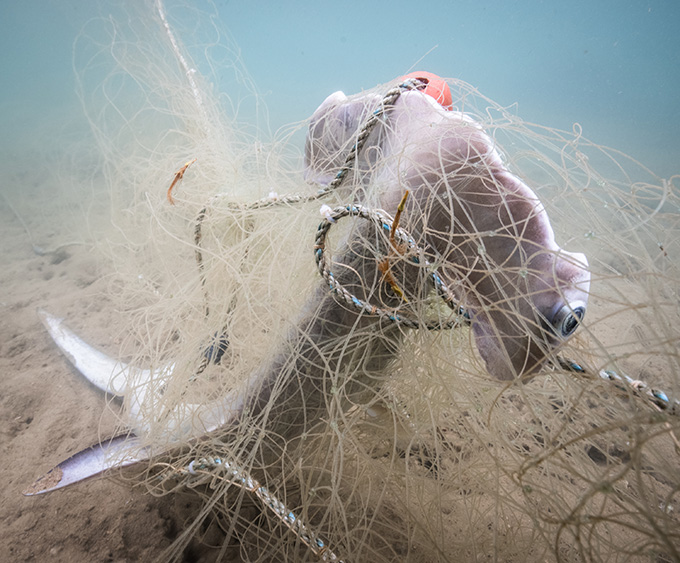 A photograph shows a hammerhead shark that's caught in a tangle of fishing nets on the seafloor