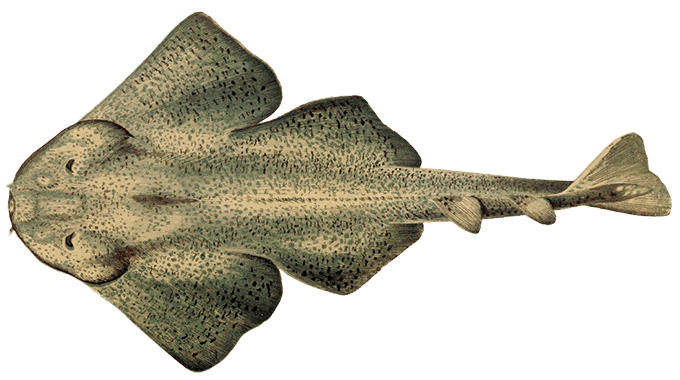 A drawing showing the dorsal view of a common angelshark