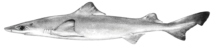 A profile-view drawing of a dwarf gulper shark