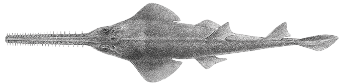 A dorsal-view drawing of a green sawfish