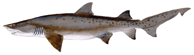 A profile-view drawing of a sand tiger shark