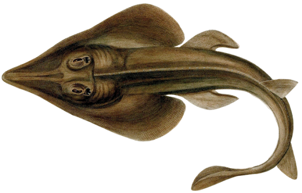 A dorsal-view drawing of a Brazilian guitarfish
