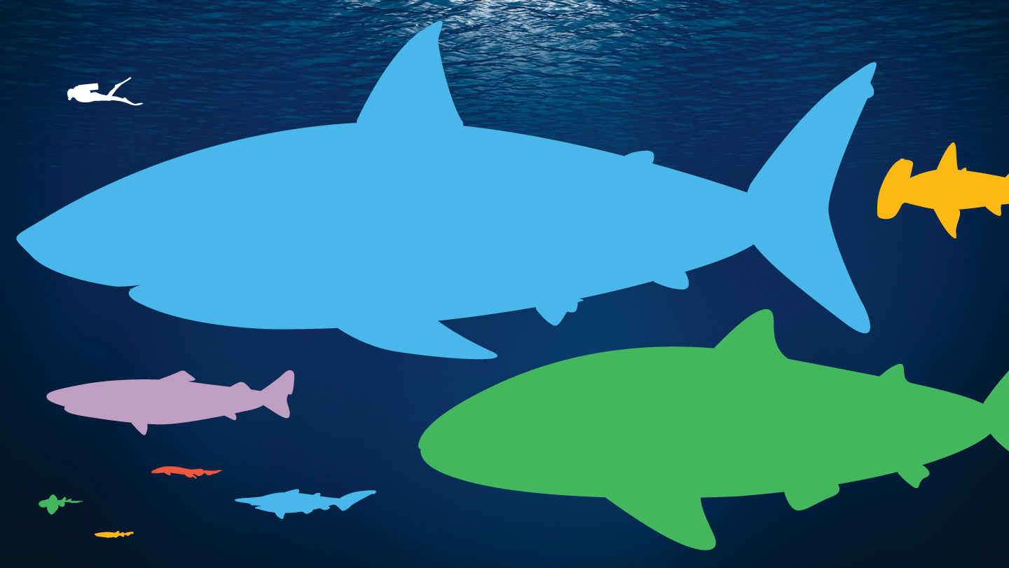Eight outlines of different shark species and one human diver on an underwater background