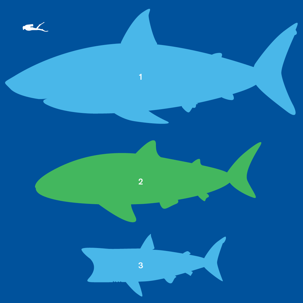 3 outlines of sharks with the largest (1) being a megalodon, the second (2) being a whale shark and the third (3) being a basking shark. In the corner is a scuba diver for size comparison