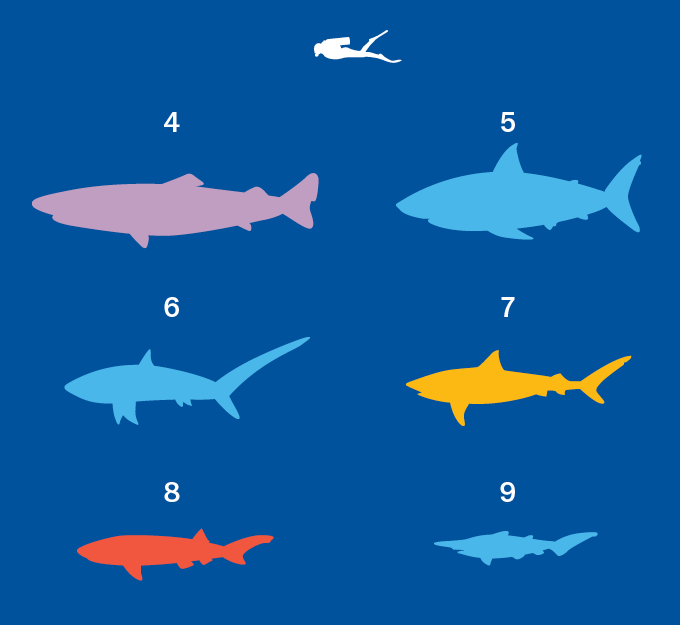 6 outlines of sharks with the largest of this cluster being (4) being a Greenland shark, the second (5) being a great white shark, the third (6) being a common thresher shark, the fourth (7) being tiger shark, the fifth (8) being a bluntnose sixgill shark, and the sixth (9) being a goblin shark. In the corner is a scuba diver for size comparison.