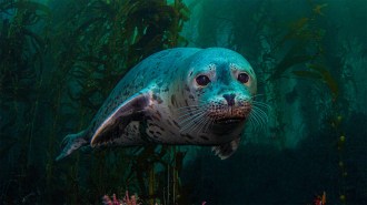 A seal with speckled gray and black fur swims through an underwater kelp forest, facing the camera.