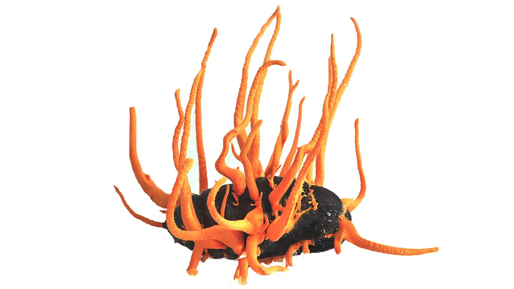 Towering yellow fungus spikes grow out of a black pellet that once was a living silkworm in its cocoon.