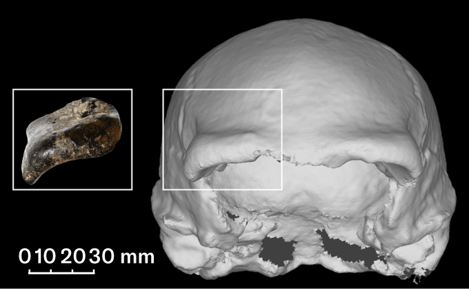 This image shows a bone fragment on the left and a 3-D reconstruction of a skull with a box indicating where the bone would have been located.
