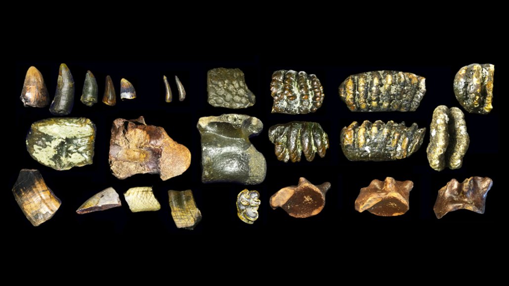 This image shows three rows of fossilized bones on a black background, including ones that came from ancient elephant-like and hippo-like creatures.