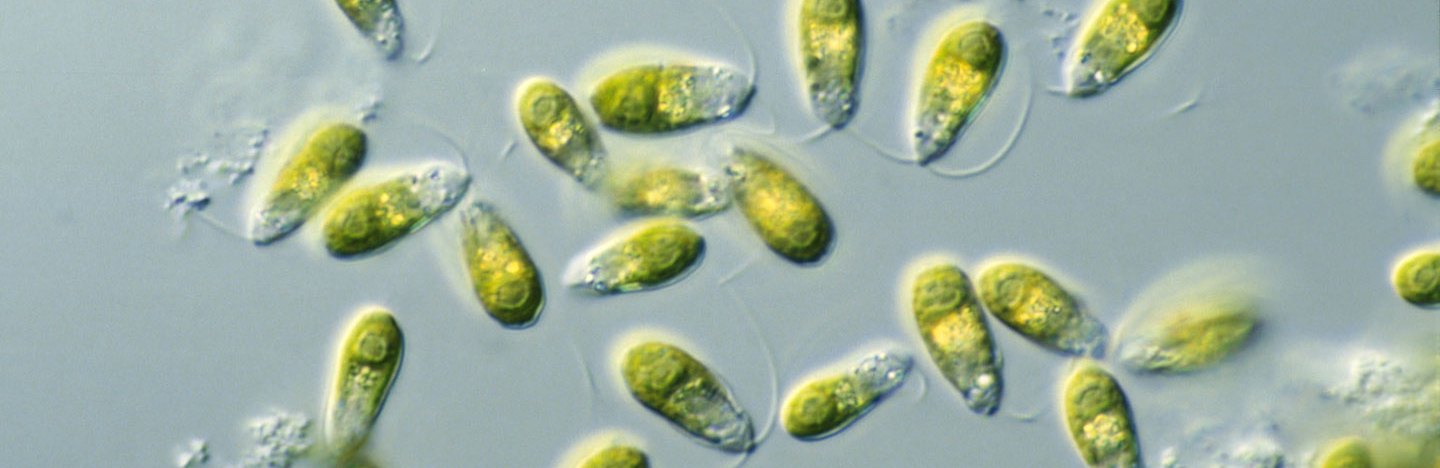 Oval-shaped algae are scattered around the image. The cells are transparent and colored green.