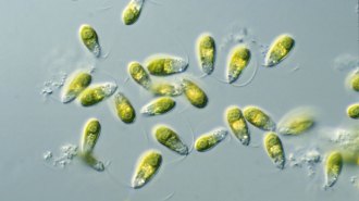 Oval-shaped algae are scattered around the image. The cells are transparent and colored green.
