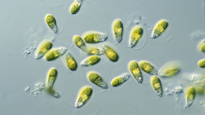 Oval-shaped algae are scattered around the image. The cells are transparent and colored green.