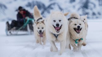 Image of Qimmit sled dogs. The genes of this canine suggest early humans may have come to Greenland earlier than previously thought.