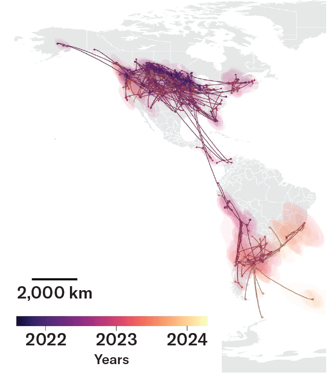 Map of bird flu movement