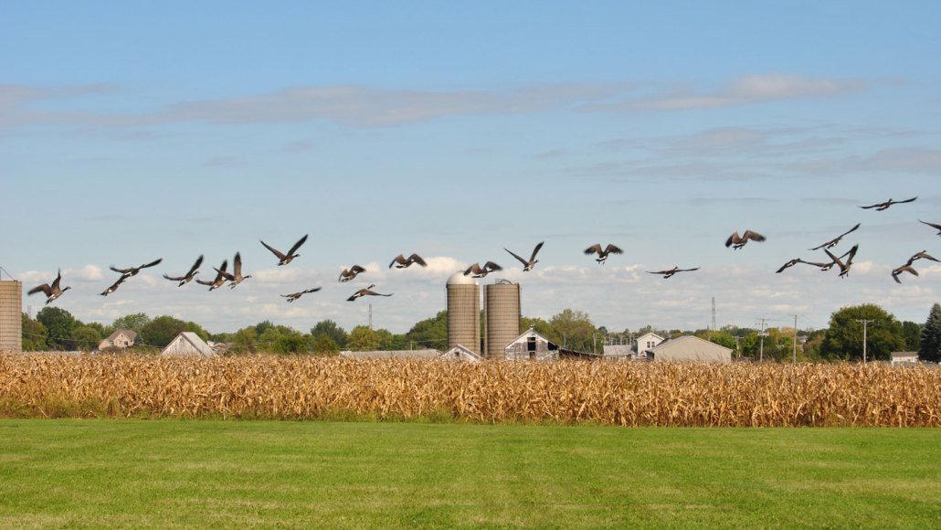 Wild birds fly by a poultry farm in Illinois