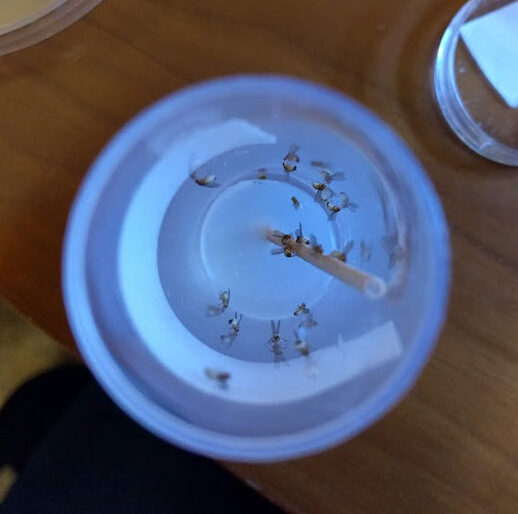 A birds-eye view of a plastic cup with a wooden dowel standing upright in the middle shows flies clustered around and climbing up the dowel 