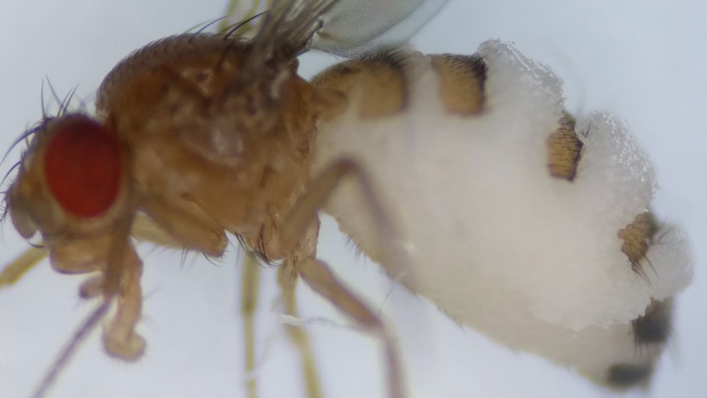 A fly under a spotlight with white foamlike masses extending out of its back.