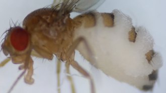 A fly under a spotlight with white foamlike masses extending out of its back.
