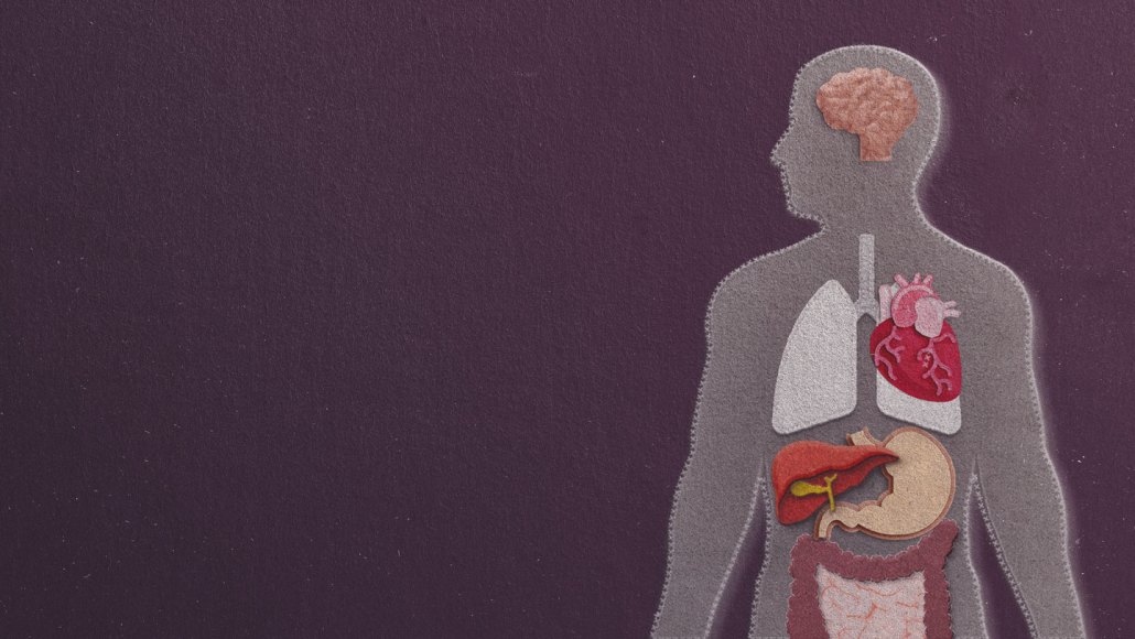 Chalkboard felt diagram of internal organs in the body. Organ age, measured by wear and tear over time, may be a strong indicator of health.