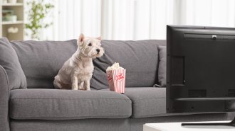 A small white dog sits on a gray couch facing the TV, with a small box of popcorn next to it
