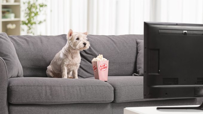 A small white dog sits on a gray couch facing the TV, with a small box of popcorn next to it