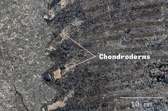An image of chondroderms at the edge of a fossilized flipper of the ancient marine predator Temnodontosaurus.
