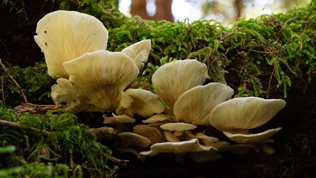 photo shows a cluster of white mushrooms growing on a log covered in green moss. The mushrooms are centered and photographed so that the bottom part of the mushroom heads are visible.