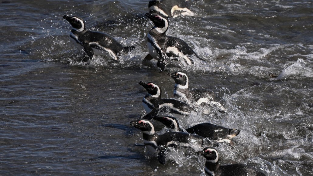 A group of Magellanic penguins swims in the ocean.
