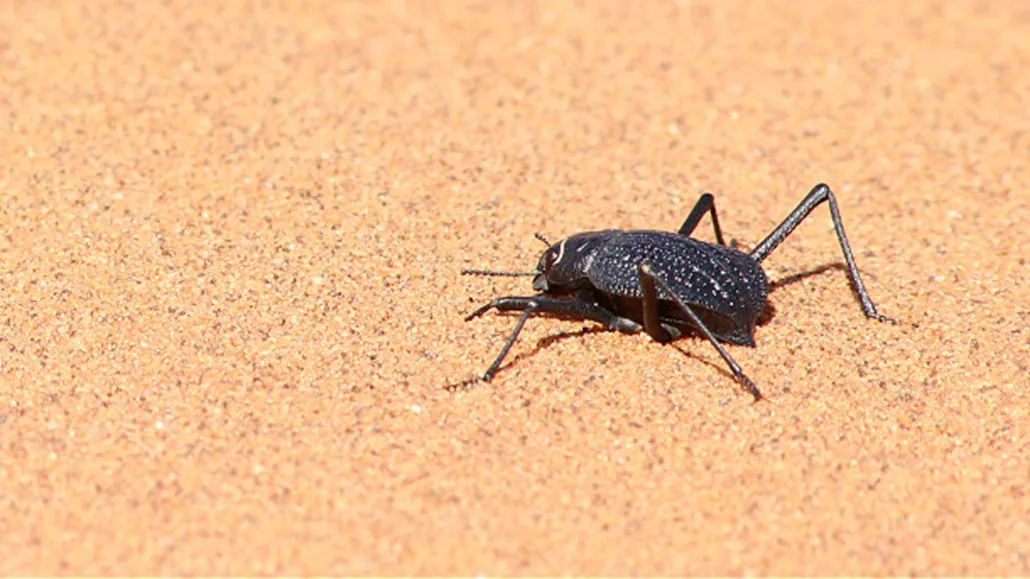 An image of a desert beetle on light brown sand