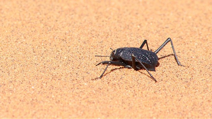 An image of a desert beetle on light brown sand