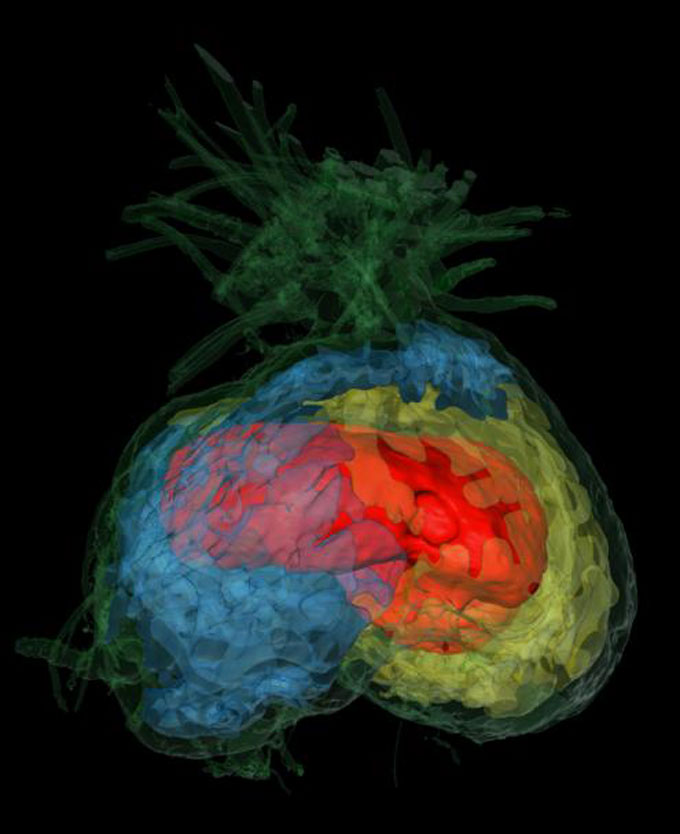 A 3-D visualization reveals how plant creates separate chambers on the inside for different colonies of ants. Each chamber is shown in a different color (blue, red and yellow).