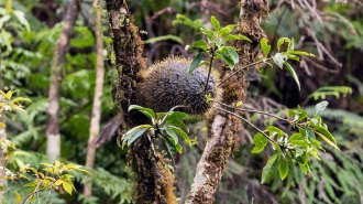 A round spiky plant that grows high in the trees in Fiji looks like an overgrown kiwi sprouting some branches. Unseen are interior chambers that the plant grows, which host ant colonies.