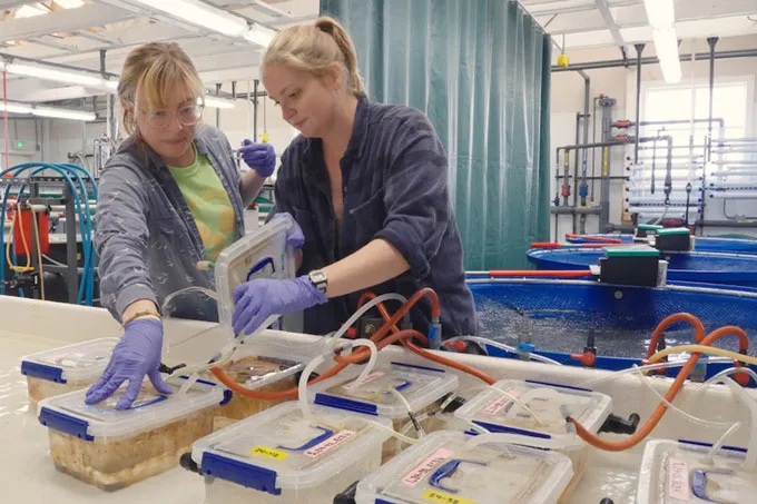 Two researchers wearing gloves and lab coats work in a marine biology lab, examining containers with labeled lids connected by tubes.