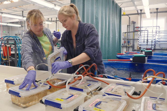 Two researchers wearing gloves and lab coats work in a marine biology lab, examining containers with labeled lids connected by tubes.