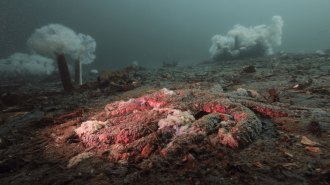 An underwater scene showing a decaying sea star on the ocean floor, its arms curled and covered in white lesions, illuminated by a red light. In the background, tall white sea anemones rise from the seabed in murky greenish-blue water.