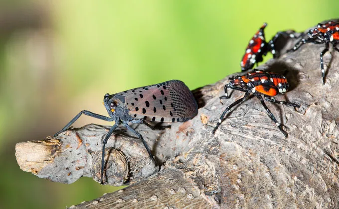 An adult spotted lanternfly faces left as it sits on a tree, with its two front feet resting on a spot where a branch has broken off. Behind it on the tree is a cluster of four black- and red-striped nymphs with white spots.
