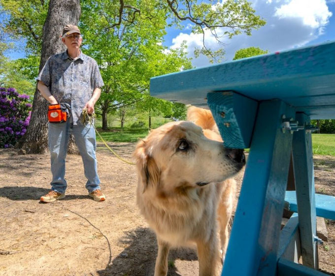 A yellow labrador/golden retriever mix sniffs the underside of a light blue bench located in a park. His owner, a white man wearing a baseball cap, button up shirt and jeans, stands behind him holding a long yellow leash.