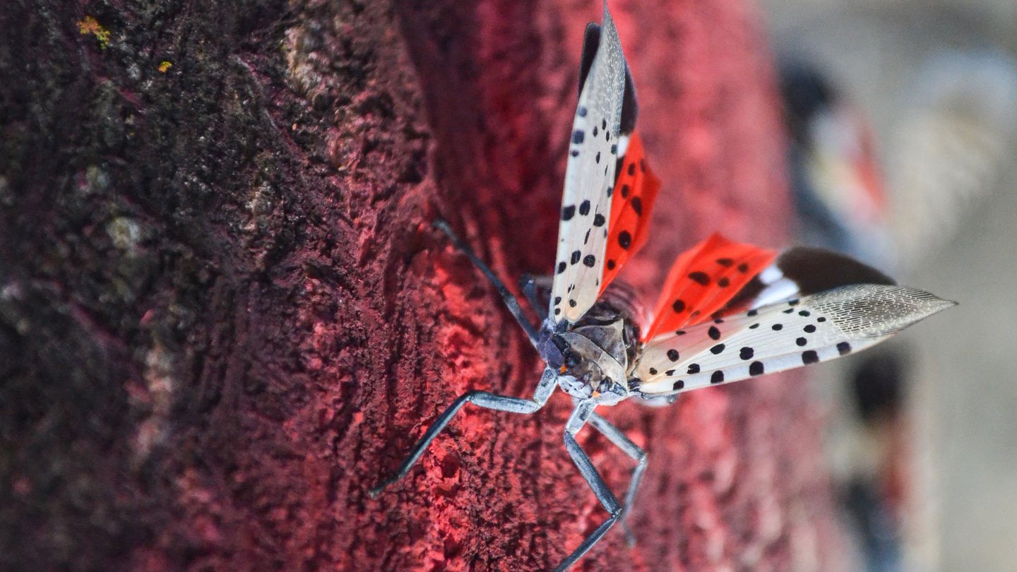 A spotted lanternfly expands its wings while facing the camera in the center of the photo. It is sitting on a black surface that has been spray painted with red paint. Its red underwings with black spots closest to its body. The top of its wings are a grayish brown with black spots. In the middle of each wing is a black portion with a white strip down the center