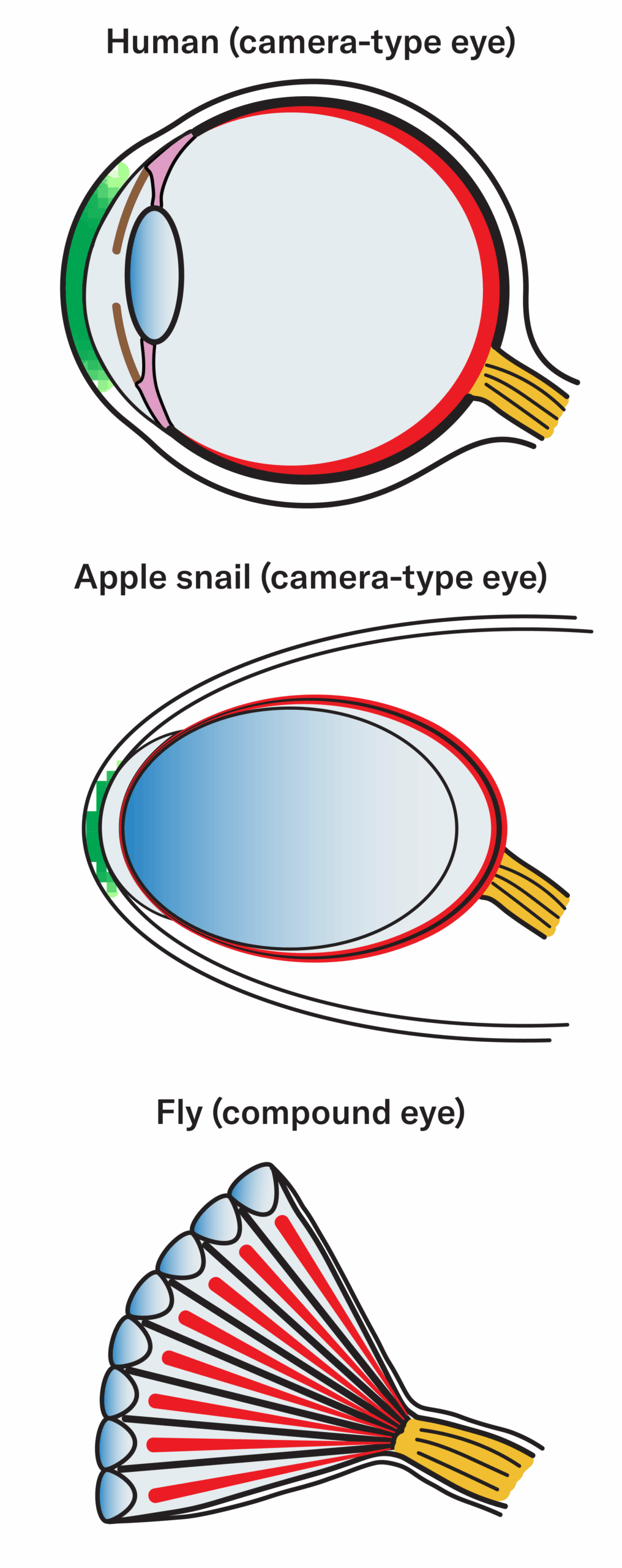This snail may hold a secret to human eye regeneration
