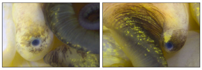 Side-by-side images of snail eyes. On the left is a normal, intact snail eye. On the right is an eye that has regrown two months after it was surgically removed. The eyes look similar. They are both round with a black spot in the middle.