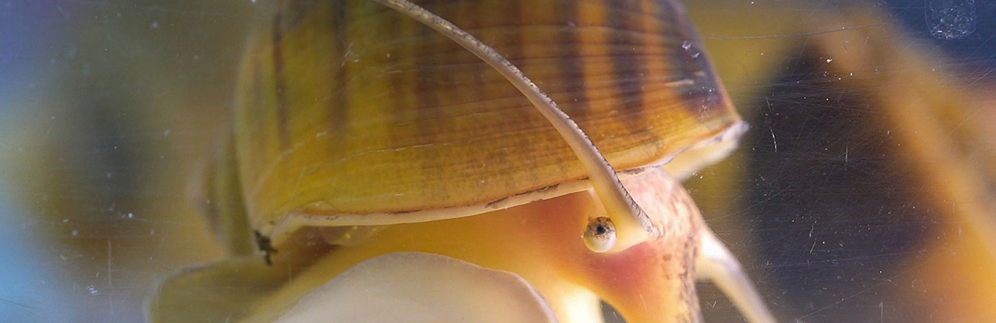 A golden apple snail crawls in an aquarium. The snail has a yellow shell with brown stripes. One round eye appears to stare into the camera. The snails can regenerate their eyes.