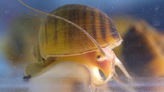 A golden apple snail crawls in an aquarium. The snail has a yellow shell with brown stripes. One round eye appears to stare into the camera. The snails can regenerate their eyes.
