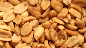 A close-up view of brown, roasted peanuts.