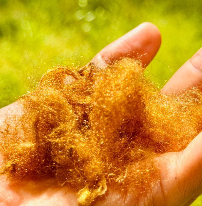 sea silk from the species A. pectinata