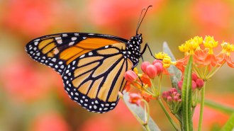 An image of a monarch butterfly on bright flowers