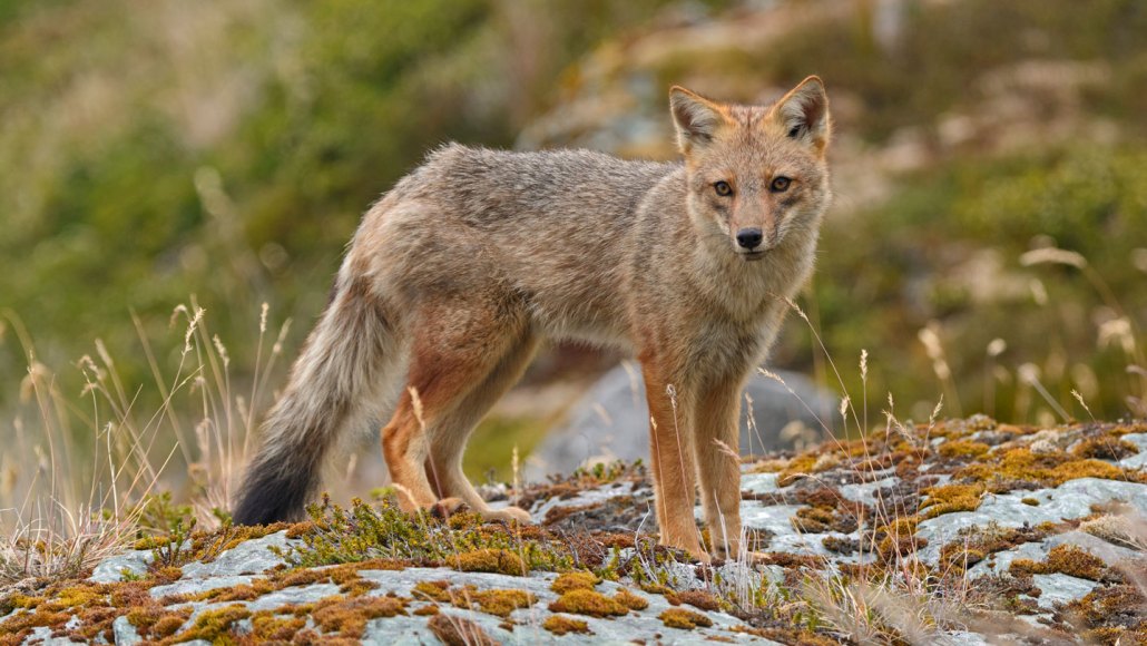 A fox with reddish-brown and gray fur stands alert on a moss-covered rocky terrain, staring directly at the camera.