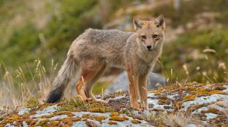 A fox with reddish-brown and gray fur stands alert on a moss-covered rocky terrain, staring directly at the camera.