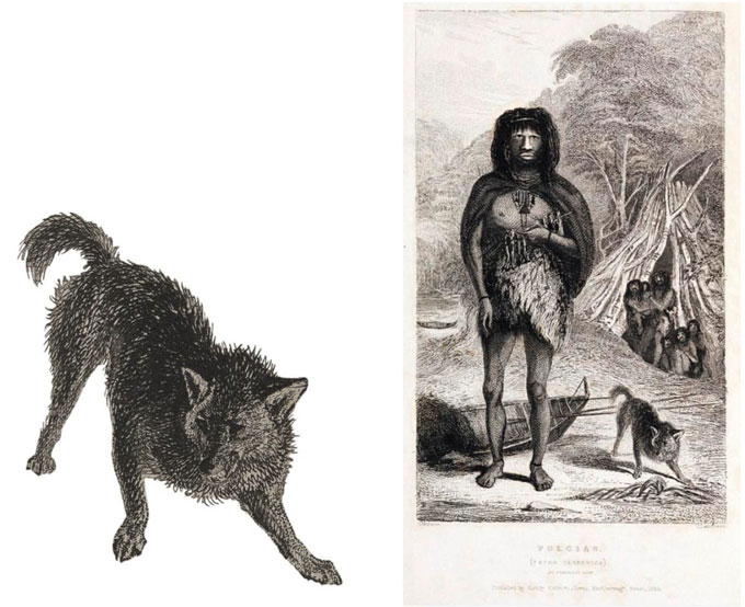 Two black-and-white illustrations: On the left, a foxlike animal with a thick coat and bushy tail stands with its head lowered and legs braced; on the right, an Indigenous Fuegian person wearing animal skins stands barefoot in a coastal setting with canoes and huts in the background, while a similar foxlike animal sniffs the ground nearby.