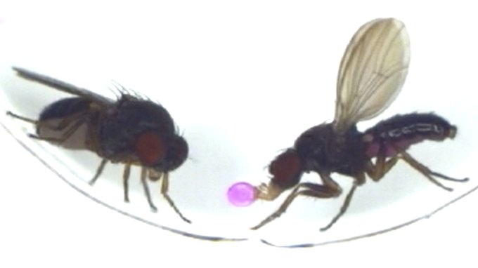 Male fruit fly offers female a pink droplet of sugar water.